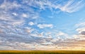 Canola Field at Dusk Royalty Free Stock Photo