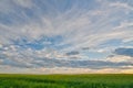 Canola Field at Dusk Royalty Free Stock Photo