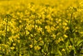 Canola Royalty Free Stock Photo