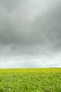 Canola field with grey clouds Royalty Free Stock Photo