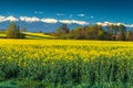 Canola field and high snowy mountains, Fagaras, Carpathians, Transylvania, Romania