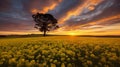 canola field