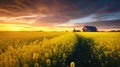 canola field