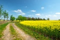 Canola field on the island Usedom, Germany