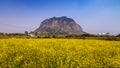 Canola field, Jeju Island, South Korea Royalty Free Stock Photo