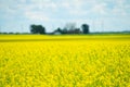 Canola field just before harvest with farmhouse in background Royalty Free Stock Photo