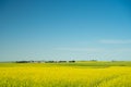 Canola Field Landscape in Calgary Alberta Royalty Free Stock Photo