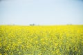 Canola Field Landscape in Calgary Alberta focus on foreground Royalty Free Stock Photo