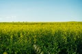 Canola field landscape looking to the Horizon Royalty Free Stock Photo