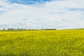 Canola Field Landscape in Calgary Alberta Royalty Free Stock Photo