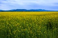 Canola field landscape Royalty Free Stock Photo