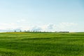 Canola field landscape with trees on the Horizon Royalty Free Stock Photo