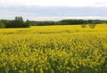 Canola Field in Minden,Germany Royalty Free Stock Photo