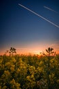 Canola field in the morning at sunrise against two passing airpl