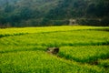 Canola field in the mountains