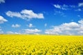 Canola field nature background Royalty Free Stock Photo