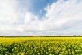 Canola field near Ballarat Royalty Free Stock Photo