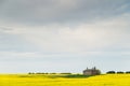 Canola field near Ballarat Royalty Free Stock Photo