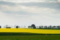 Canola field near Ballarat