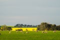 Canola field near Ballarat Royalty Free Stock Photo