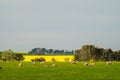 Canola field near Ballarat