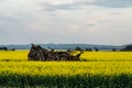 Canola field near Ballarat Royalty Free Stock Photo