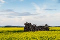 Canola field near Ballarat Royalty Free Stock Photo