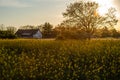 Canola field with old farm house in sunset Royalty Free Stock Photo