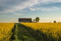 Canola field with old farm house in sunset Royalty Free Stock Photo