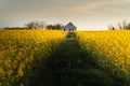 Canola field with old farm house in sunset Royalty Free Stock Photo