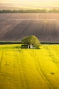 Canola field with old farm house in sunset Royalty Free Stock Photo