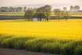 Canola field with old farm house in sunset Royalty Free Stock Photo