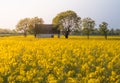 Canola field with old farm house in sunset Royalty Free Stock Photo
