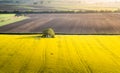 Canola field with old farm house in sunset Royalty Free Stock Photo