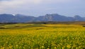 Canola field in the Overberg - South Africa Royalty Free Stock Photo