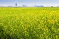 Canola Field on the Prairies Royalty Free Stock Photo