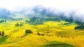 Canola field, rapeseed flower.