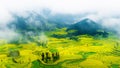 Canola field, rapeseed flower field with morning fog in Luoping, China.