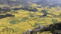 Canola field, rapeseed flower field with morning fog in Luoping, China, near Kunming Royalty Free Stock Photo