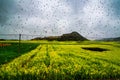 Canola field, rapeseed flower field with the rain drop