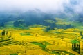 Canola field, rapeseed flower.