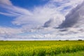 Canola field Royalty Free Stock Photo