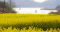 Canola field and river
