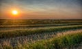 A canola field in rows