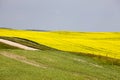 Canola Field Saskatchewan Royalty Free Stock Photo