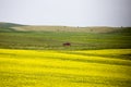 Canola Field Saskatchewan Royalty Free Stock Photo