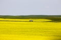 Canola Field Saskatchewan Royalty Free Stock Photo