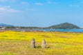 Canola field at Seongsan Ilchulbong, Jeju Island, South Korea. Royalty Free Stock Photo