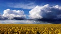 Canola field & stormy summer sky time lapse