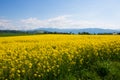 Canola field